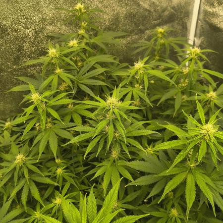 Krazy K's Purple Strawberry Cheesecake