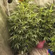 Multi strain hydroponic grow