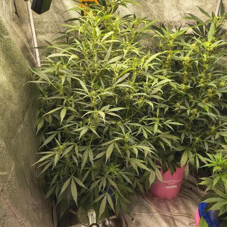 Multi strain hydroponic grow