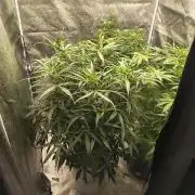 Peach Crescendos Ethos Genetics