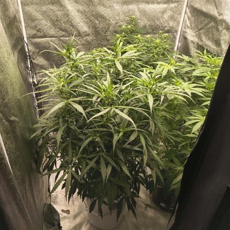 Peach Crescendos Ethos Genetics