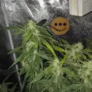 Multi strain hydroponic grow