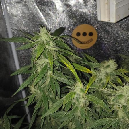Multi strain hydroponic grow