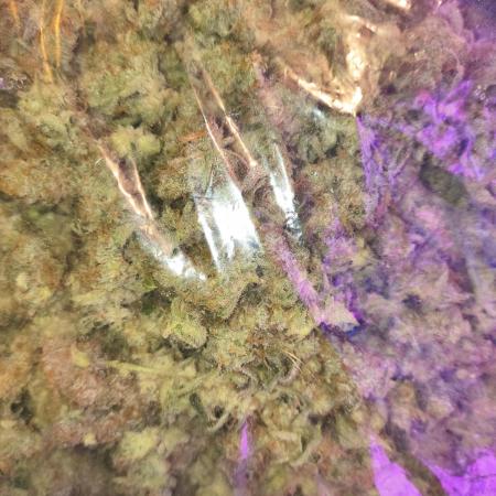 Sugarcane In House Genetics