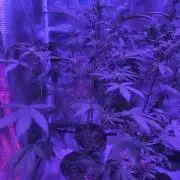 Multi strain cross breeding grow