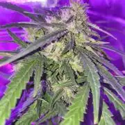 Multi strain cross breeding grow