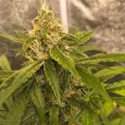 Krazy K's Purple Strawberry Cheesecake