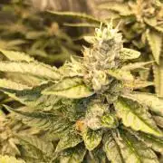 Blackcherry Twist In House Genetics