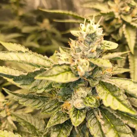 Blackcherry Twist In House Genetics