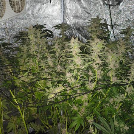 Blackcherry Twist In House Genetics