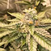 Blackcherry Twist In House Genetics