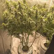 Peach Crescendos Ethos Genetics