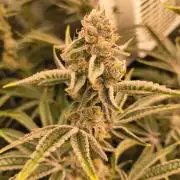 Sugarcane In House Genetics