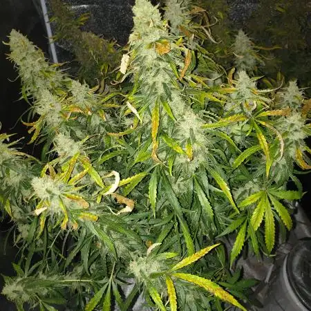 Peach Crescendos Ethos Genetics
