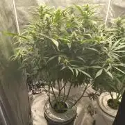 Peach Crescendos Ethos Genetics