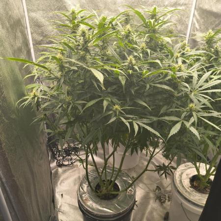 Peach Crescendos Ethos Genetics