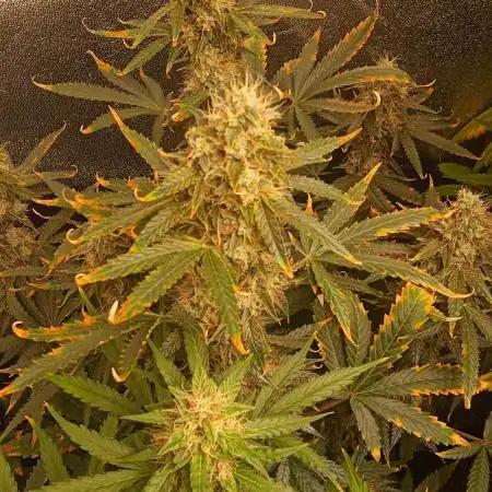 Seedsmans auto strawberry cheesecake