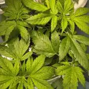 Krazy K's Purple Strawberry Cheesecake