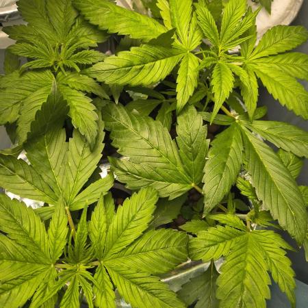 Krazy K's Purple Strawberry Cheesecake