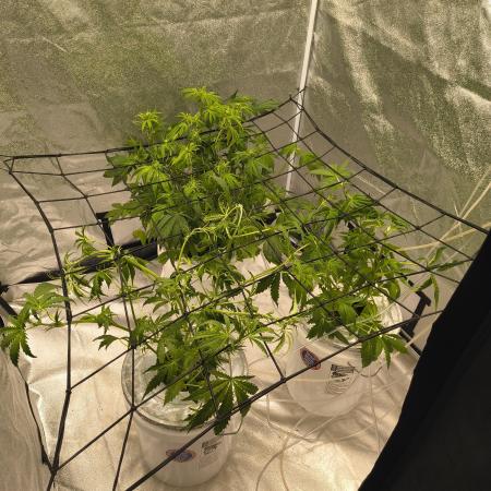 Peach Crescendos Ethos Genetics