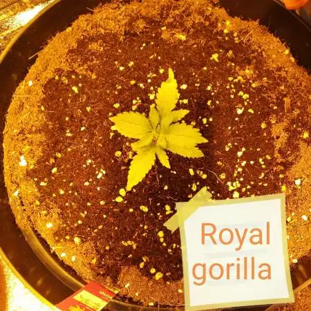 Royal gorilla 