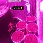 Strawberry and amnesiac 