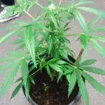 Outdoor ak 