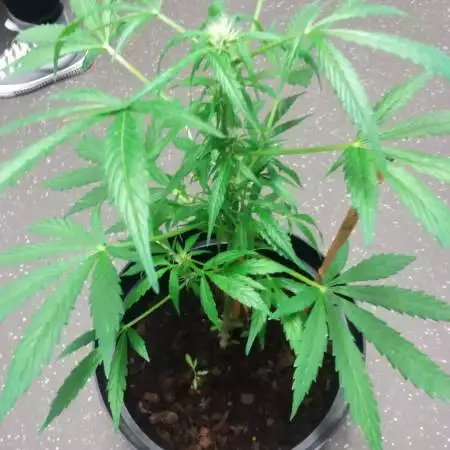 Outdoor ak 