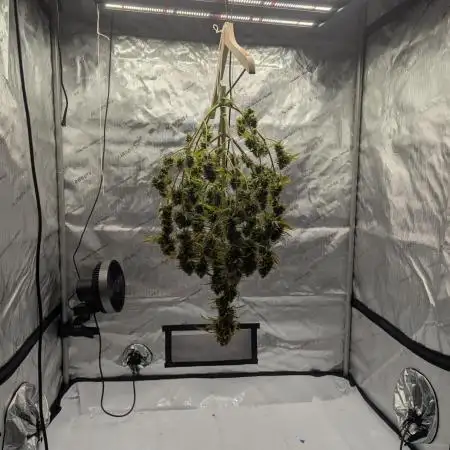 Gorilla Zkittles Auto / Fast Buds