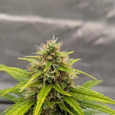 Gorilla Zkittles Auto / Fast Buds