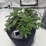 My VERY first AUTOFLOWER grow!
