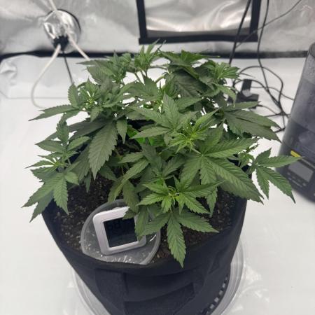 My VERY first AUTOFLOWER grow!