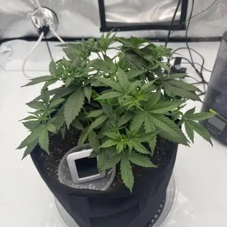 My VERY first AUTOFLOWER grow!