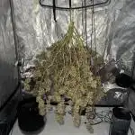 My VERY first AUTOFLOWER grow!