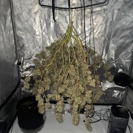 My VERY first AUTOFLOWER grow!