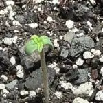 My VERY first AUTOFLOWER grow!
