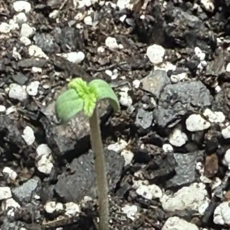 My VERY first AUTOFLOWER grow!