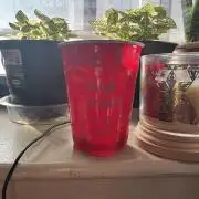 Blue Dream/ Mystery Auto run