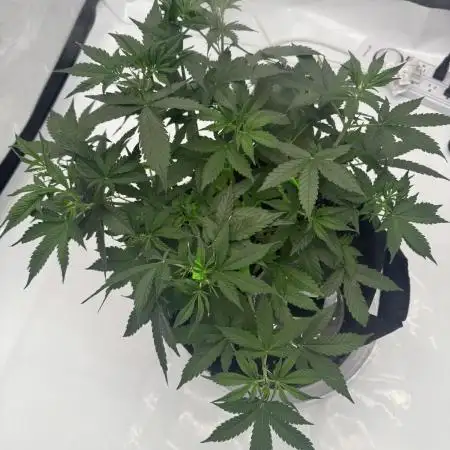 My VERY first AUTOFLOWER grow!