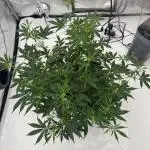 My VERY first AUTOFLOWER grow!