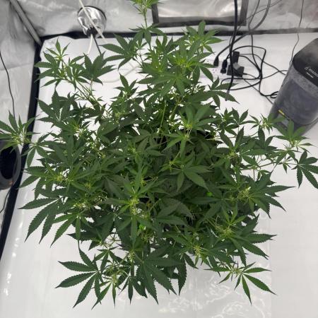 My VERY first AUTOFLOWER grow!