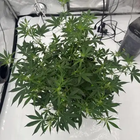 My VERY first AUTOFLOWER grow!