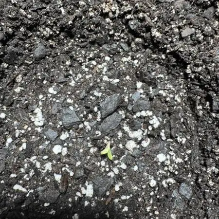 My VERY first AUTOFLOWER grow!