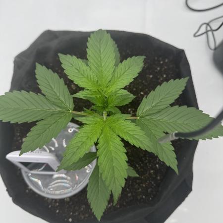 My VERY first AUTOFLOWER grow!