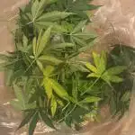 My VERY first AUTOFLOWER grow!