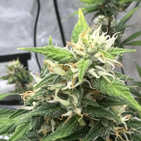 My VERY first AUTOFLOWER grow!