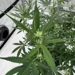 My VERY first AUTOFLOWER grow!
