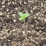 Proto-toke-ia