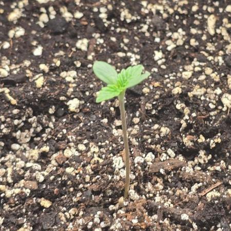 Proto-toke-ia