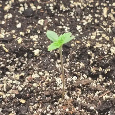 Proto-toke-ia